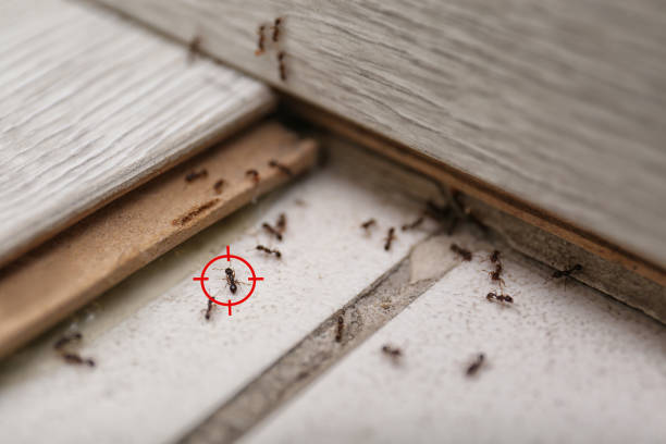 Best Flea Control Services  in Sebring, OH